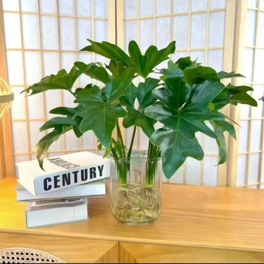 春羽盆栽春雨大叶水培室内花卉四季常绿观叶植物耐寒办公桌绿植