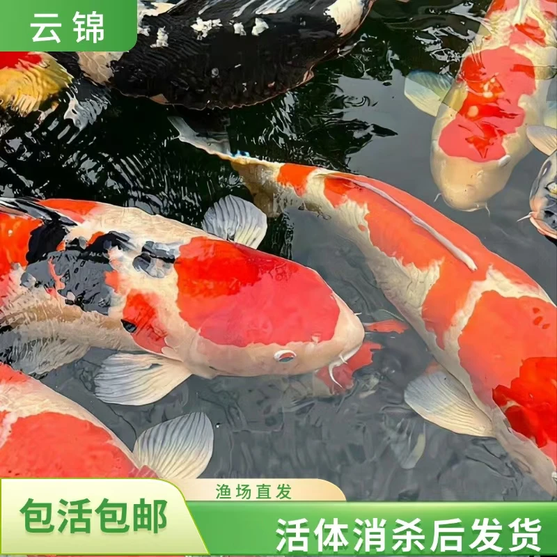 【锦鲤20-25cm9条多种颜色】日系血统红白三色黄金白金黄金观赏鱼
