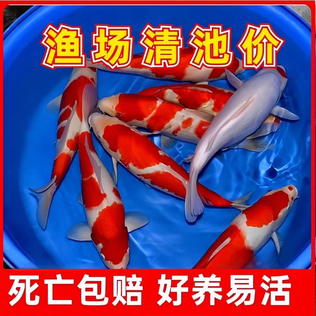 20-23公分锦鲤混色3条【顺丰包活包邮】日系血统红白三色火鲤昭和
