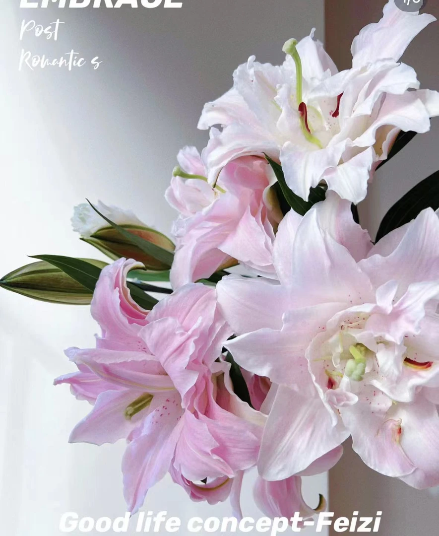 【莲花皇后】莲花皇后重瓣香水百合多头3枝(12-15个花苞),浓香(坤)