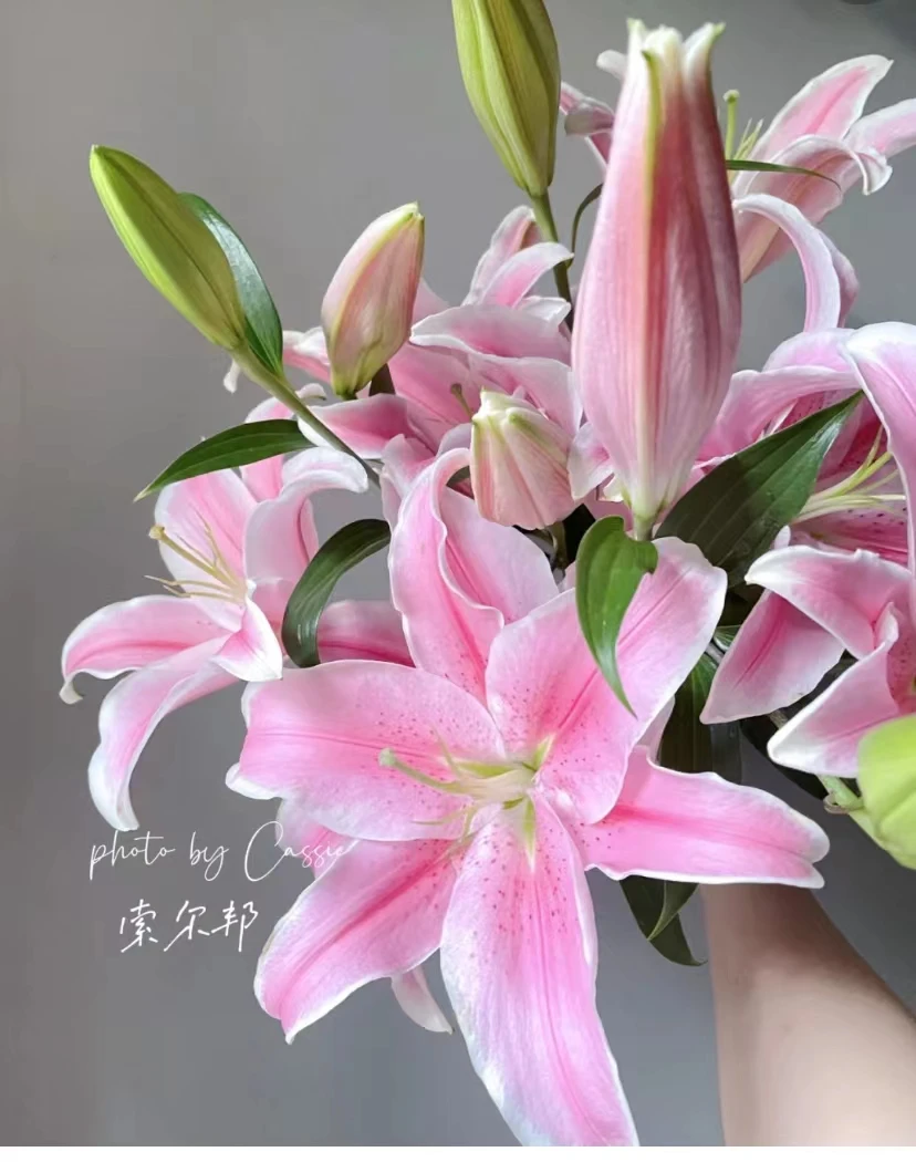 【 索尔邦】索尔邦香水百合，粉色系浓香型（坤）