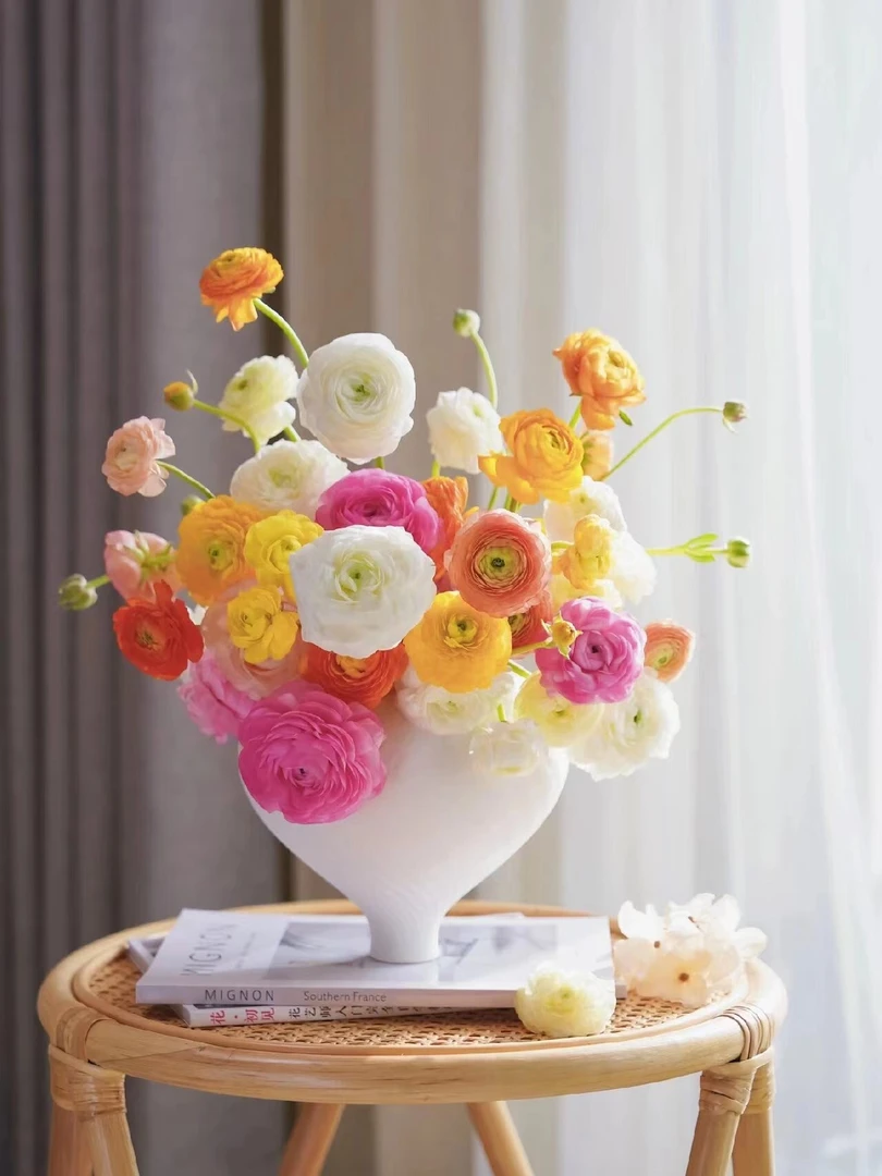 【仙女的盆栽秋冬新品】洋牡丹（花毛茛）阳台室内庭院易养盆栽花卉