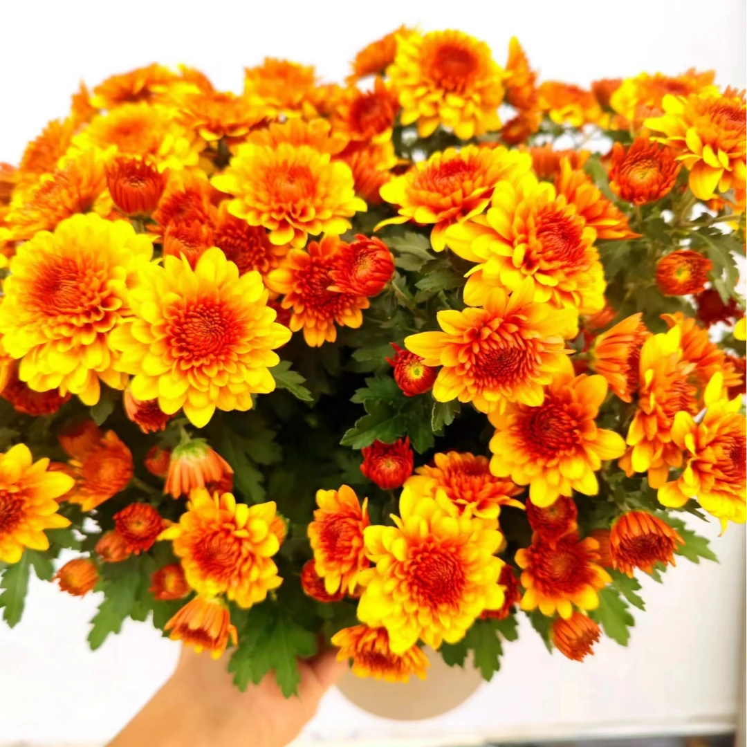 【仙女的盆栽夏日新品小菊】焦糖水晶小雏菊多季节开花易养护