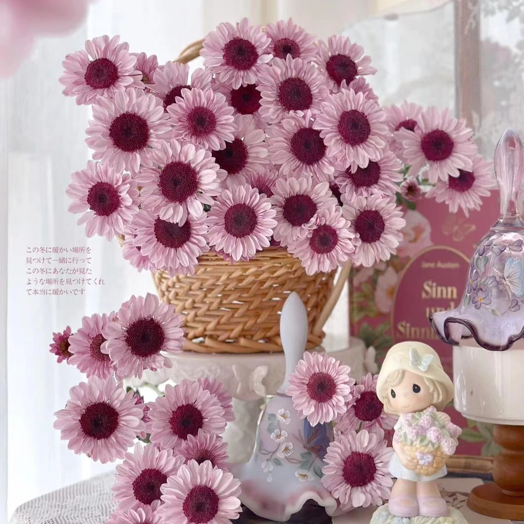 【仙女的盆栽夏日新品】大花型草莓熊泡泡花期长花量大易养护