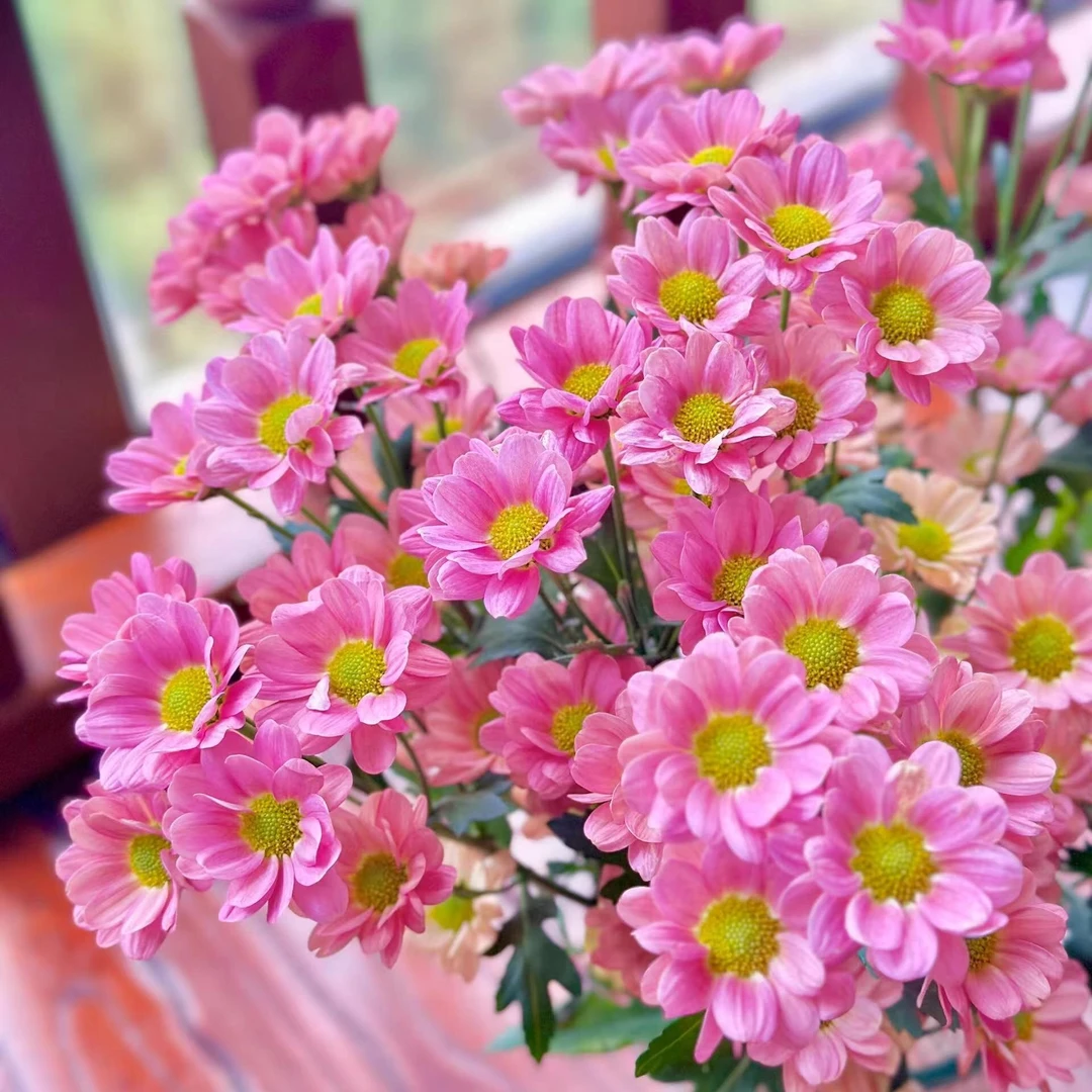 【仙女的盆栽夏日小清新】网红Q萌玲珑小雏菊阳台庭院盆栽地栽耐热