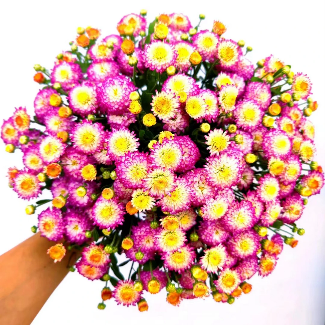 【仙女盆栽夏日新品】大盆猫眼球菊 花苞多花量大 花期长 易养护
