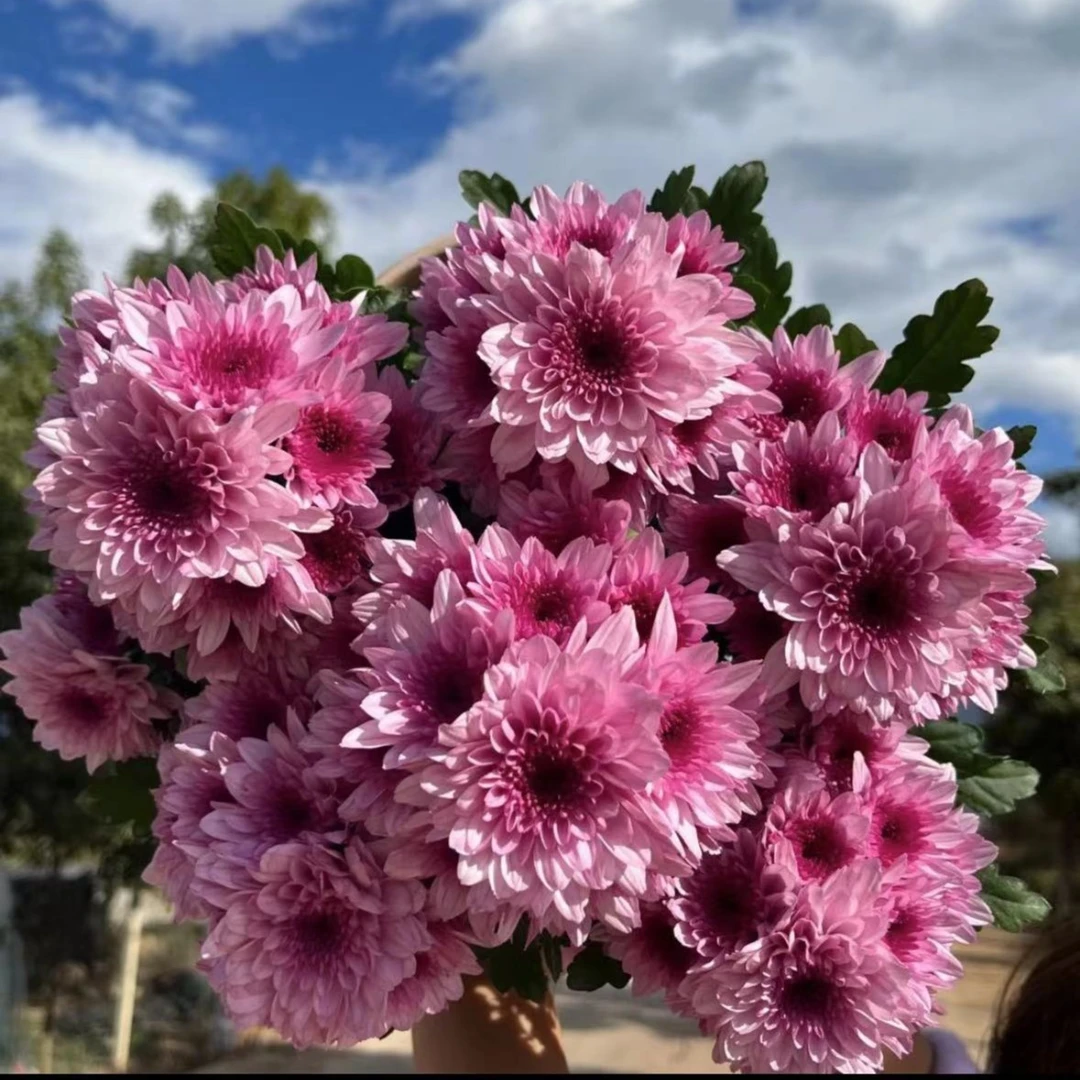 【仙女的盆栽夏日新品】梦幻粉水晶小雏菊多季节开花易养护