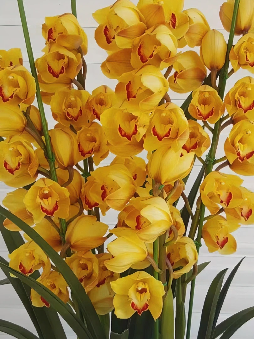 年宵花桌面款金黄色高端室内兰花年宵花大花蕙兰花期长