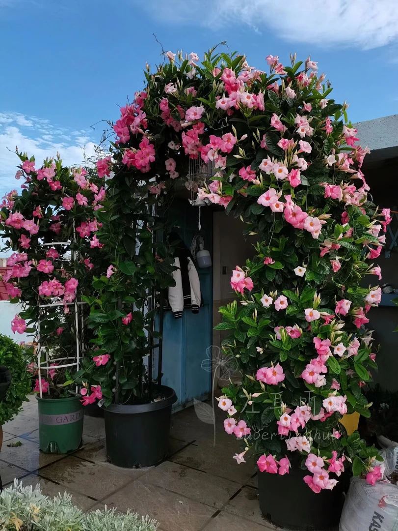 【仙女的盆栽精选】飘香藤盆栽花苗耐耐寒耐晒丰花爬藤植物