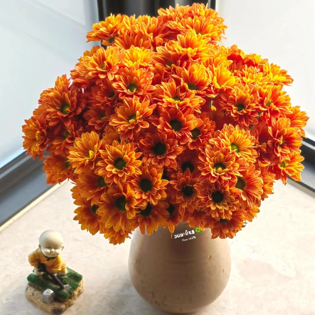 【仙女的盆栽夏日新品】橘子汽水雏菊阳台庭院耐寒耐热花期长花量大