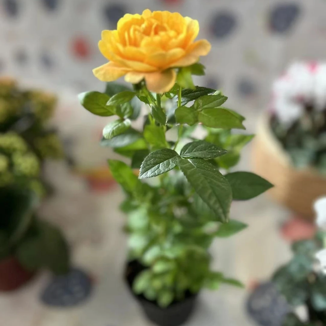 【仙女的盆栽精选】龙年年宵花缤纷品牌玫瑰盆栽室内室外盆栽多季开