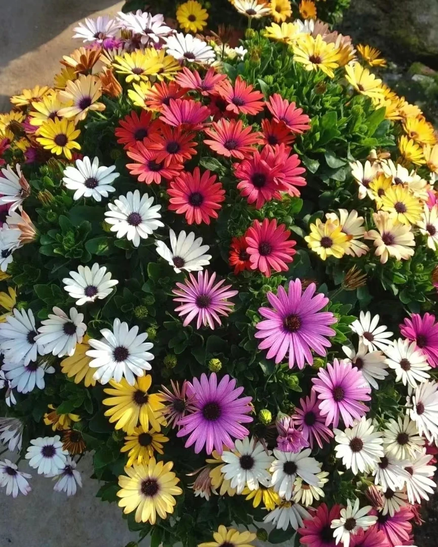 【仙女的盆栽精选】彩南非万寿菊爆盆花期长花卉盆栽阳台庭院耐高温