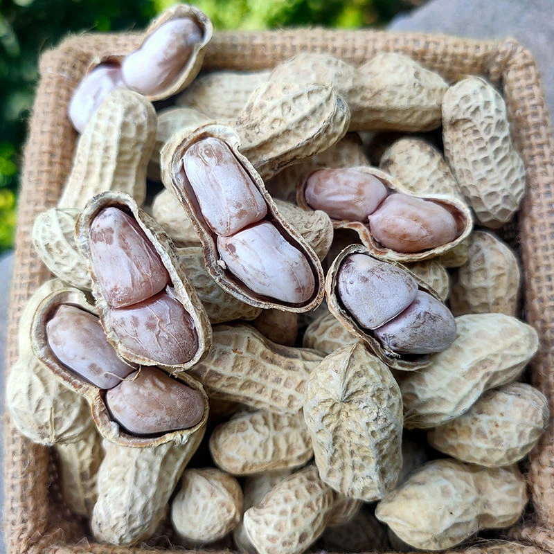 龙岩花生正宗营养酥脆炒花生饱满炒制健康味道产品香脆闽西脆香