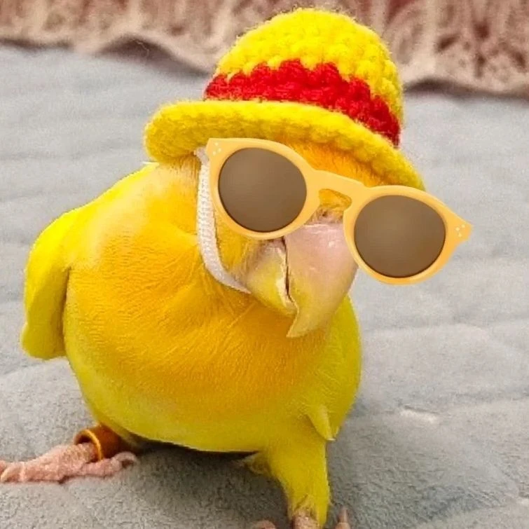 鹦鹉帽子用品来了