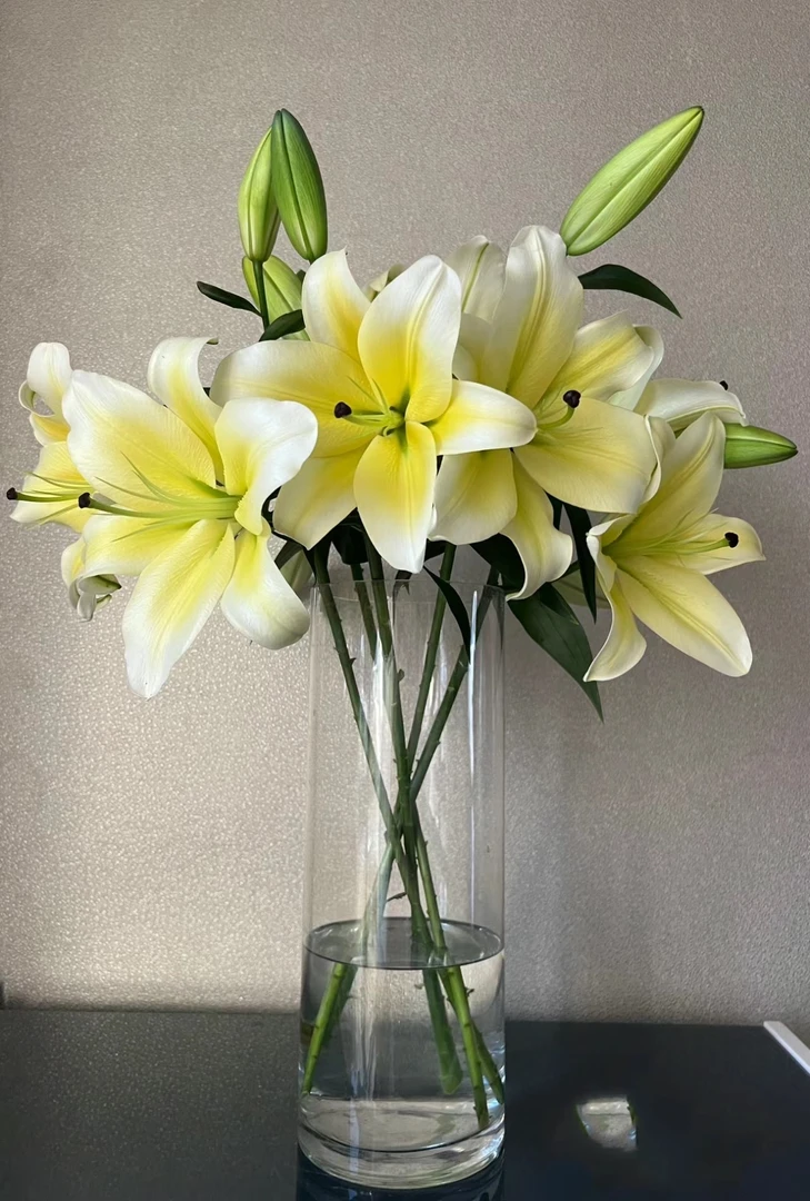 黄天霸百合 10个花苞 花苞需醒花 云南基地直发 发出无法拒收