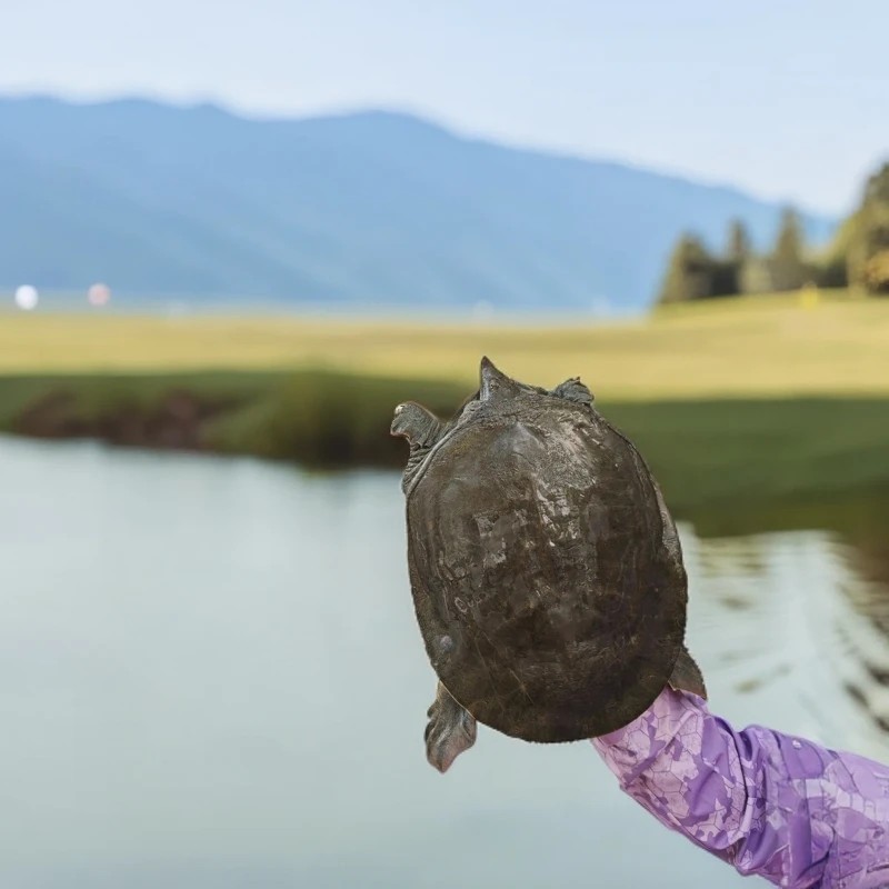 湖南甲鱼洞庭湖区生态放养自产自销原生态甲鱼