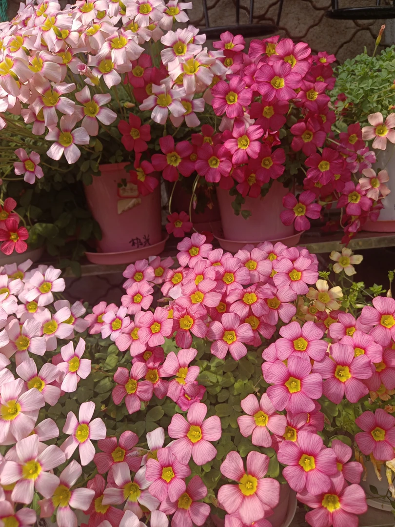 酢浆草种球25度以下可种，5个