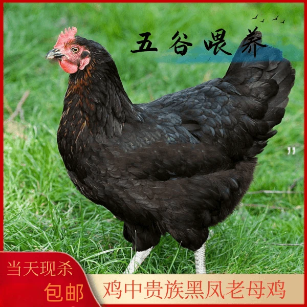 500天老母鸡农场散养...青抓.粮食土鸡蛋.散养.整鸡.净重2斤以上