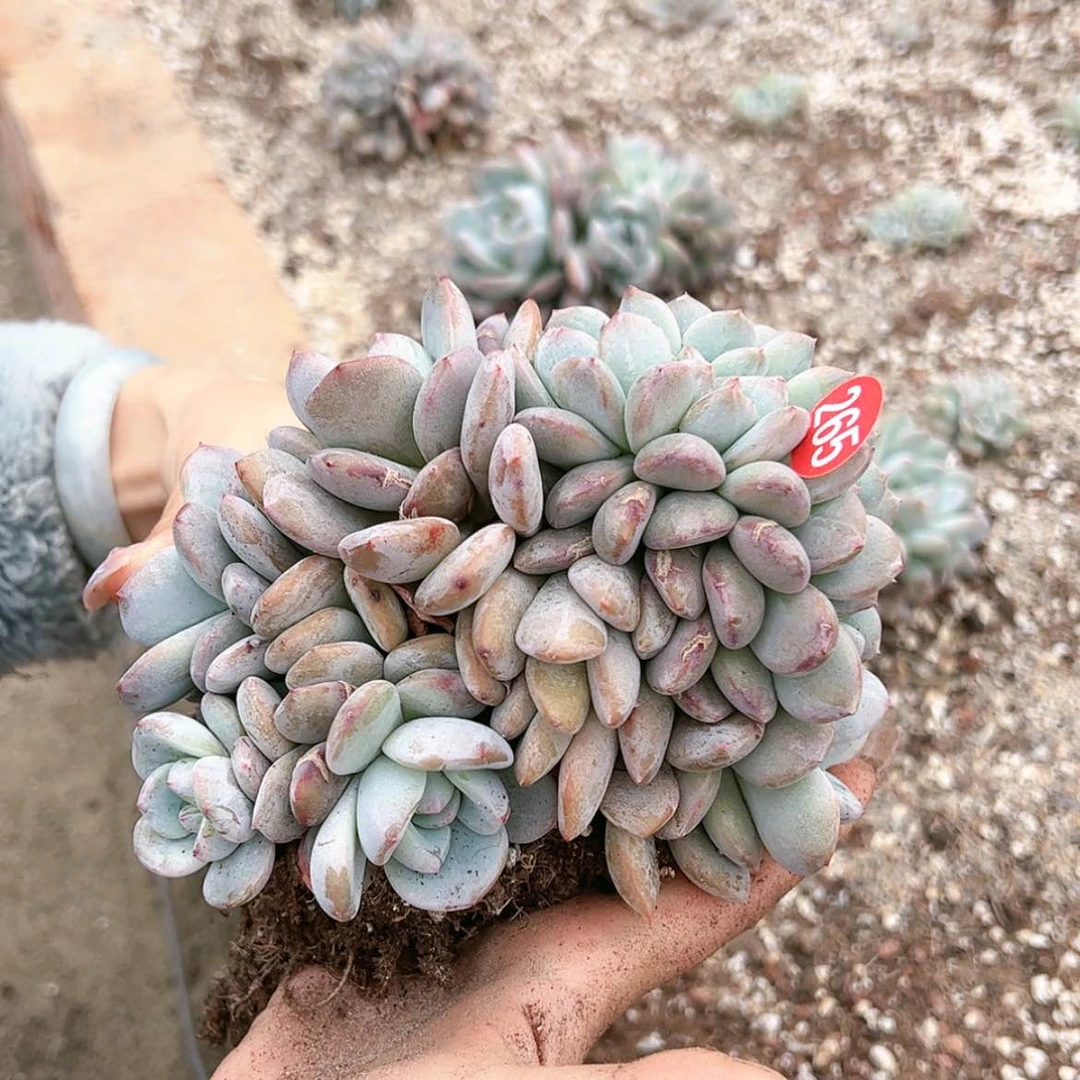 【闪购商品】多肉265