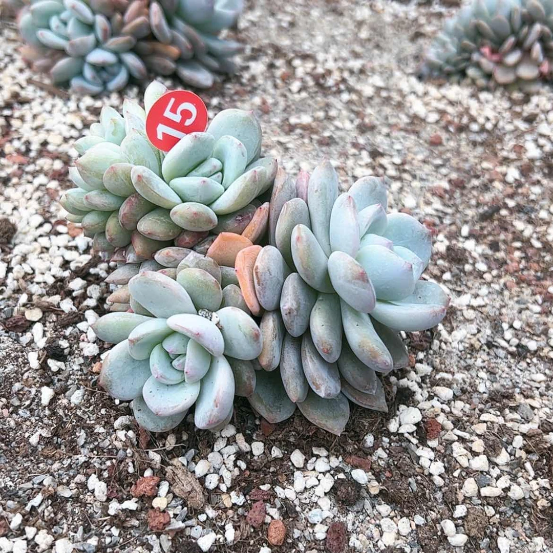 【闪购商品】15寄养