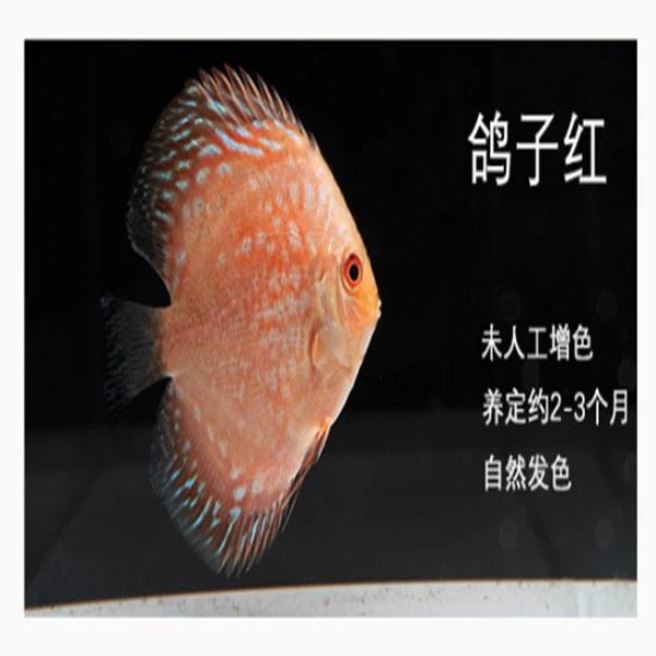 鱼之河【鸽子红】一条七彩神仙热带小鱼观赏鱼包邮包损活体发货饲养