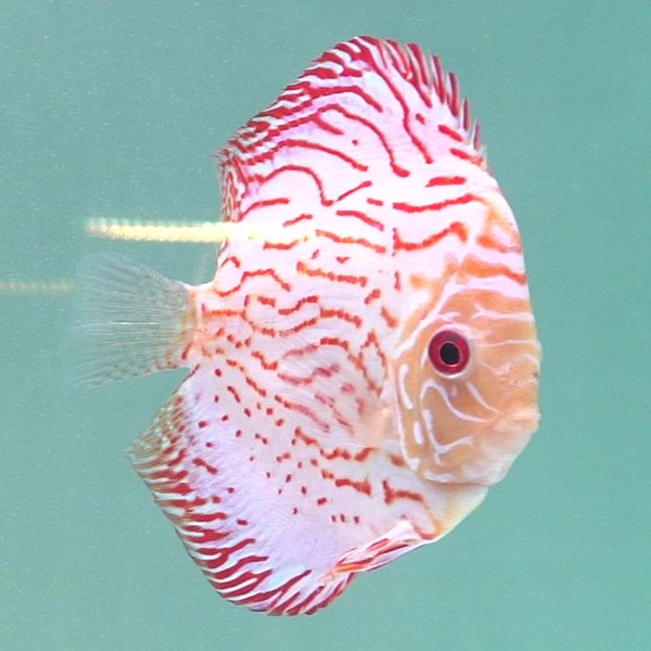 鱼之河鸽子红（黄地图）七彩神仙热带小鱼观赏鱼养鱼