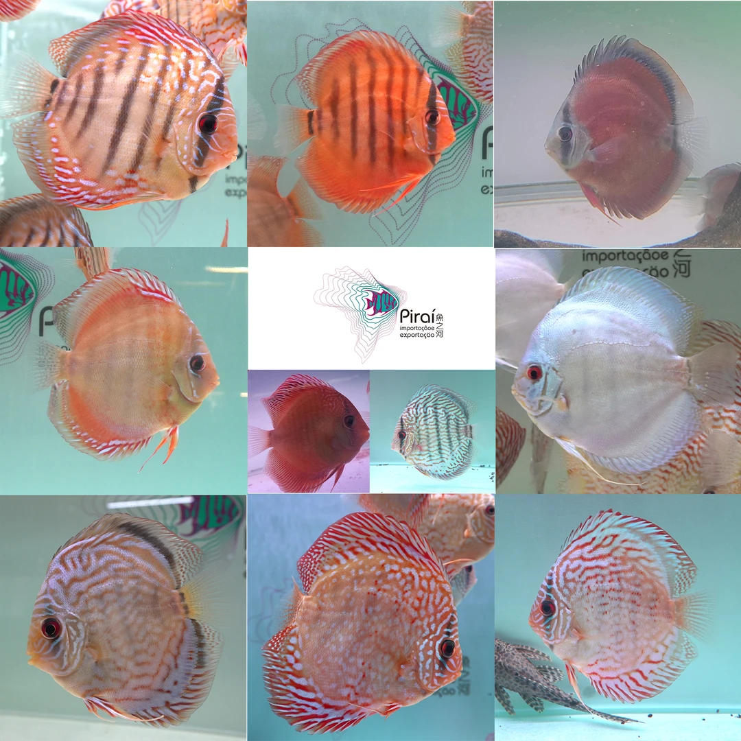 鱼之河精品（全长12CM-13CM）一条七彩神仙小型热带观赏鱼包邮活体