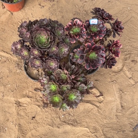 452多肉植物组合