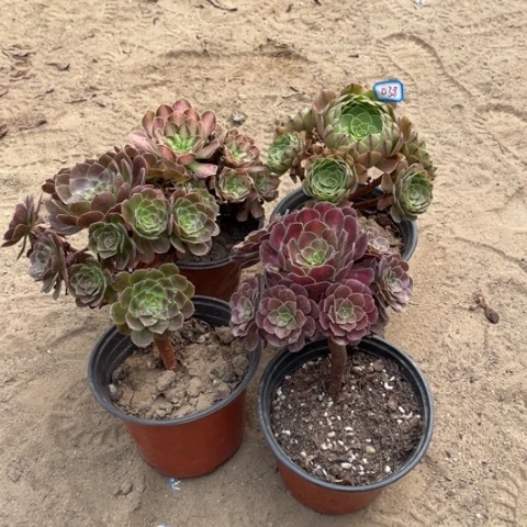 038多肉植物组合