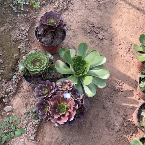 198多肉植物组合