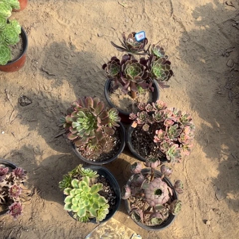 640多肉植物组合