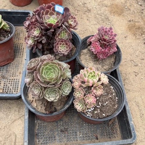 929多肉植物组合