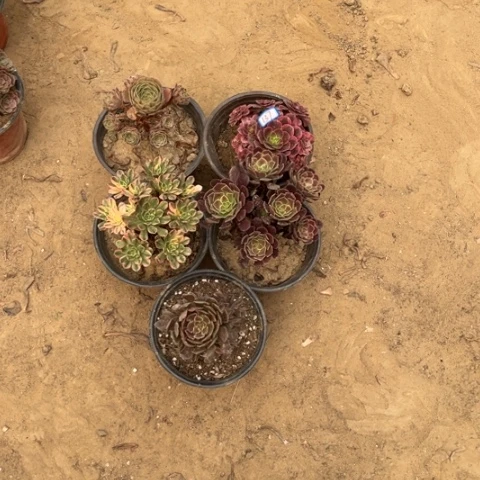 137多肉植物组合