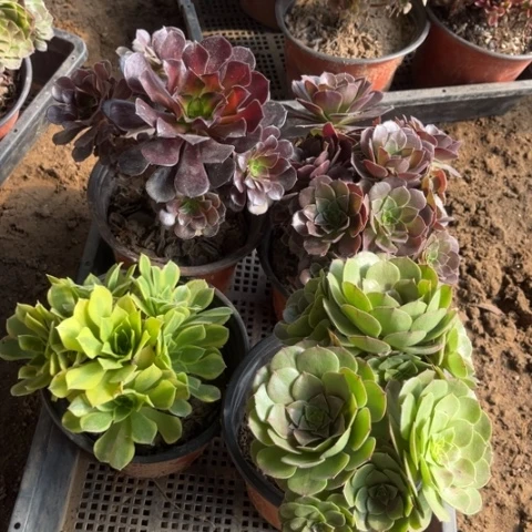 173多肉植物组合