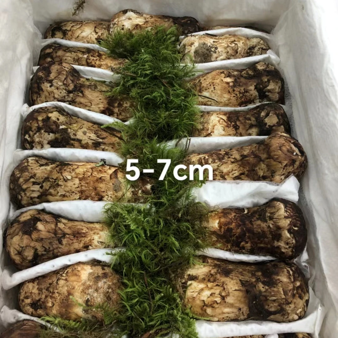 香格里拉核心产区松茸，5~7精选品质