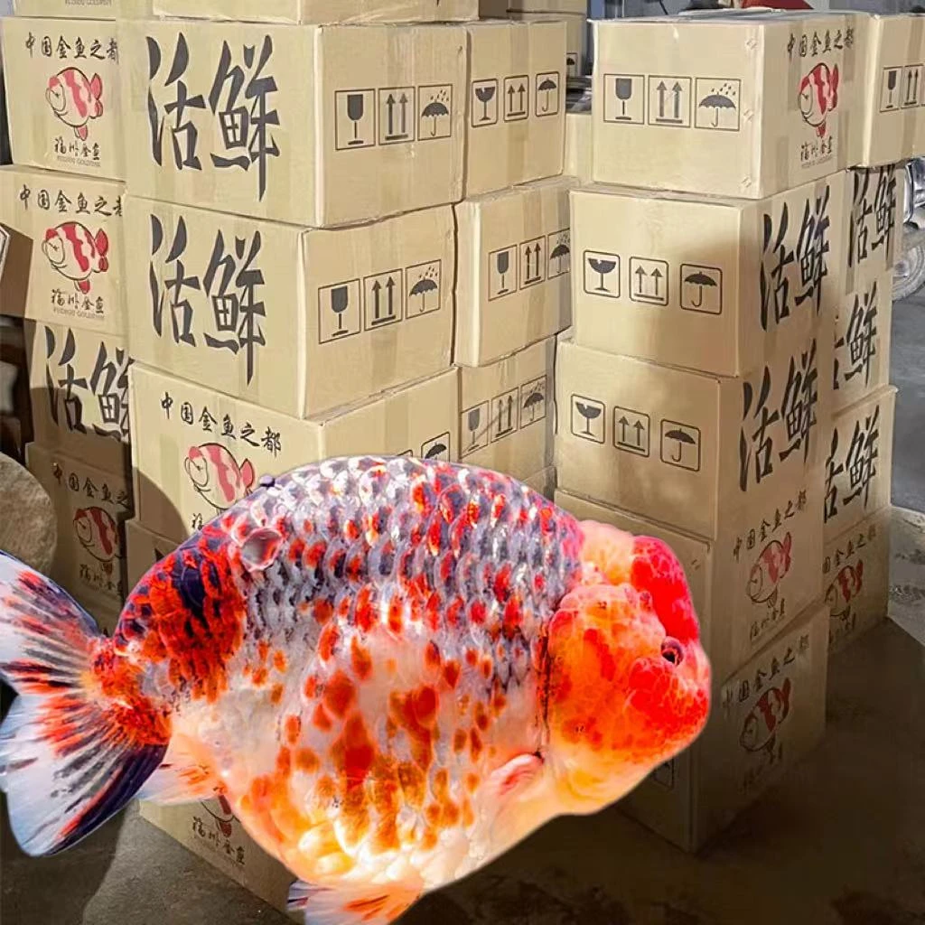 观赏包装箱顺丰陆运空运运费，拍此链接包邮（一次性消耗品不退款）