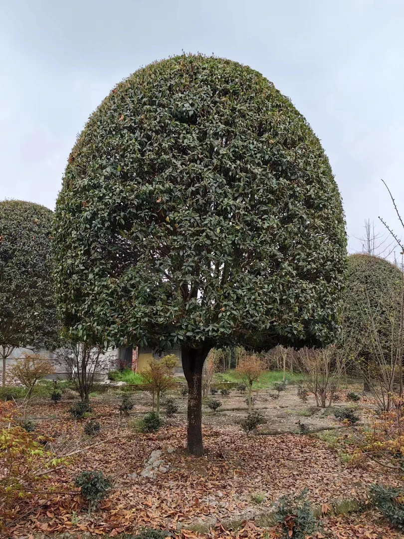 小树四川老桩桂花金桂丹桂四季桂一物一拍庭院景观浓香型