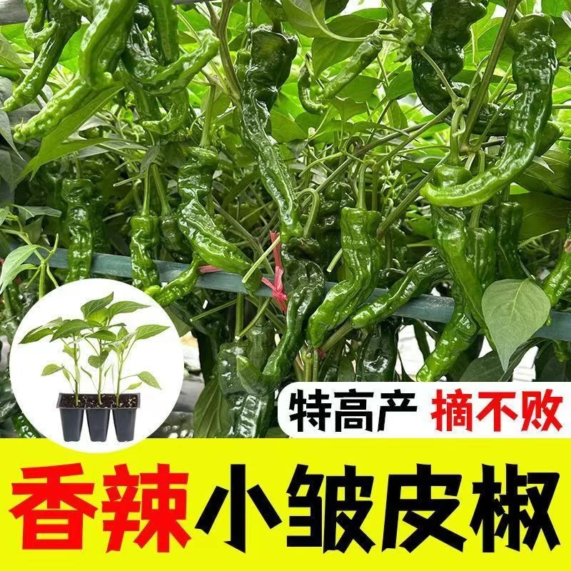 香辣皱皮椒秧苗带土发货