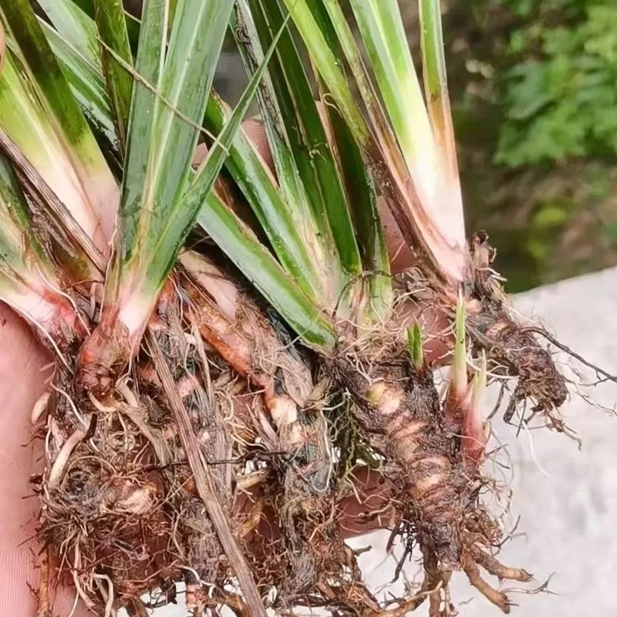 大叶红心大小石菖蒲种苗保鲜发货植物石菖蒲种植盆栽四季