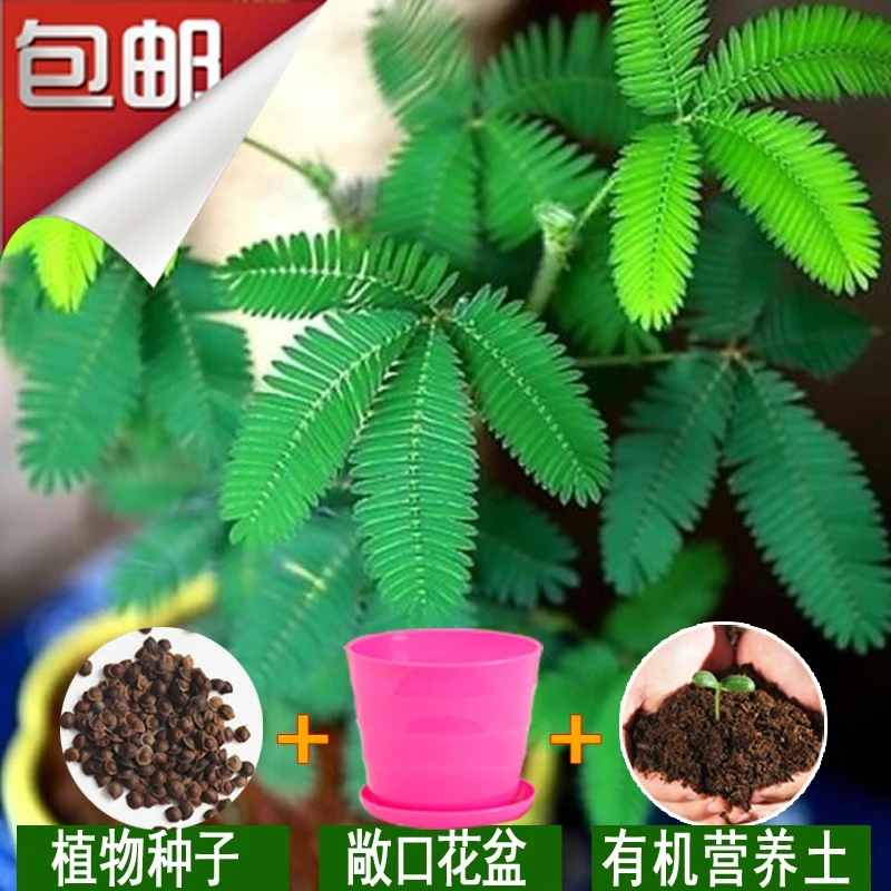 含羞草种子四季开花盆栽苗室内室外易活花籽花卉植物花种籽孑好养