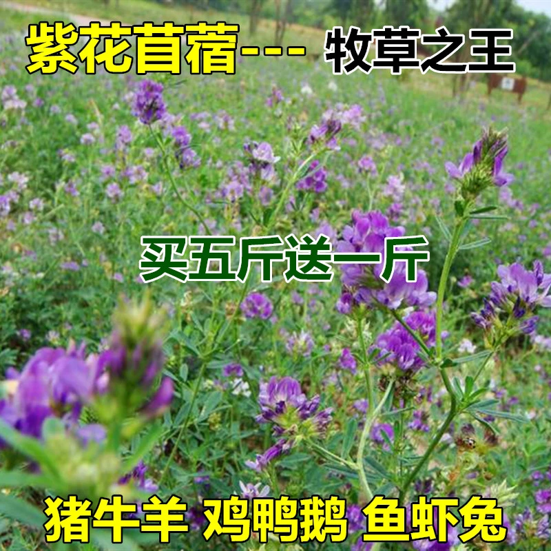 高产紫花苜蓿草种高产耐寒四季多年生牧草种籽鸡牛羊兔子鱼草籽