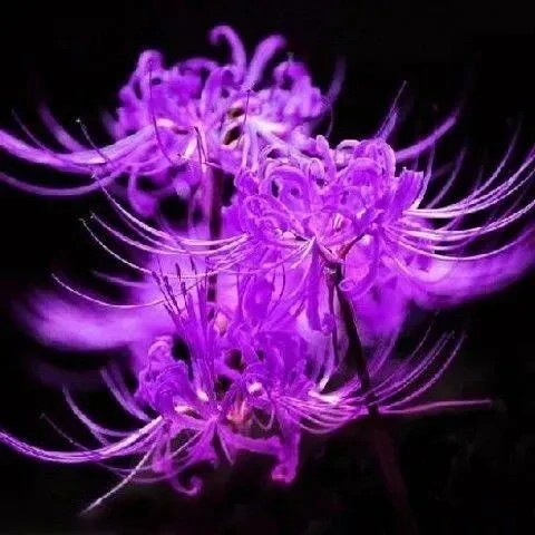 彼岸花种球 四季彼岸花种子曼珠沙华植物室外多年生易活室内细长