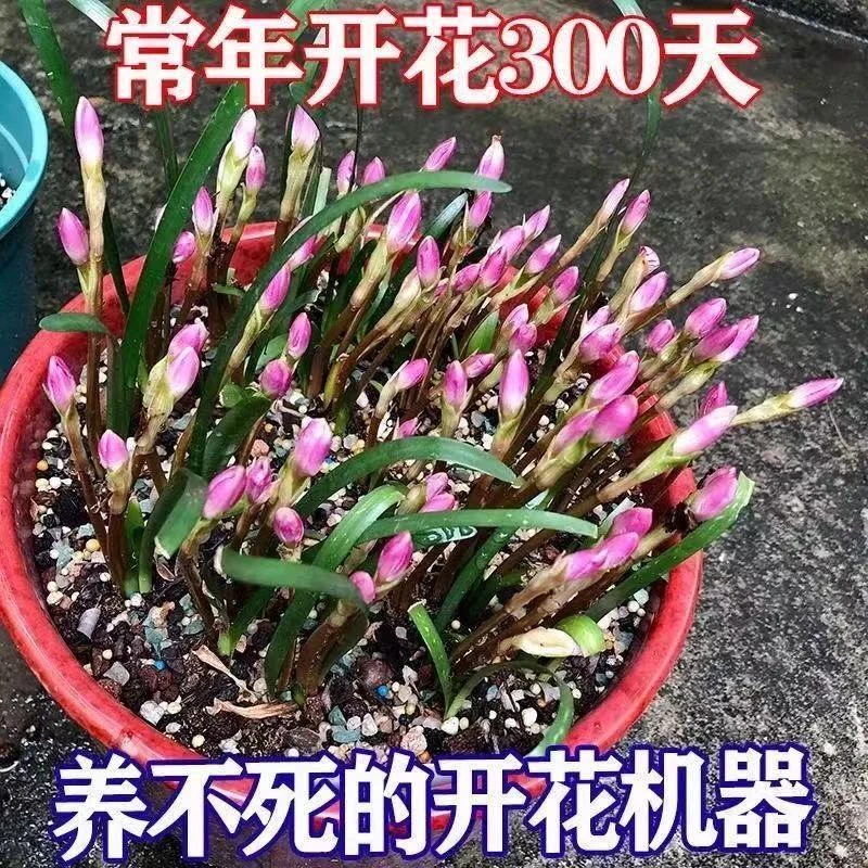 四季开花浓香型重瓣风雨兰种球葱兰韭兰百合花种球阳台庭院绿植