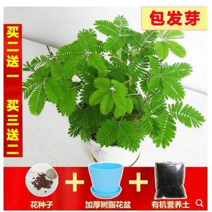 害羞草种子含羞草盆栽植物套餐阳台绿植花卉种子薄荷种籽四季易种