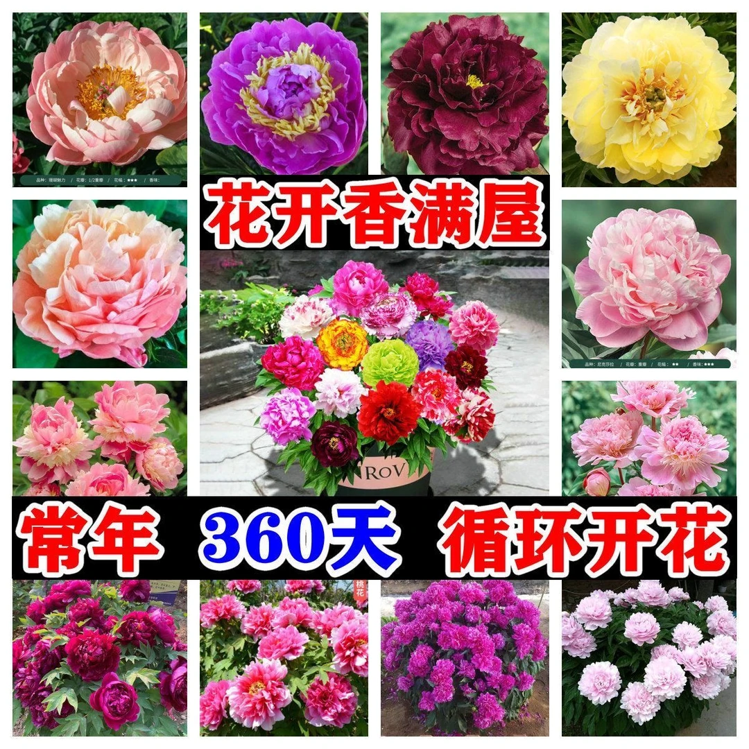 耐寒重瓣芍药花根（10棵）