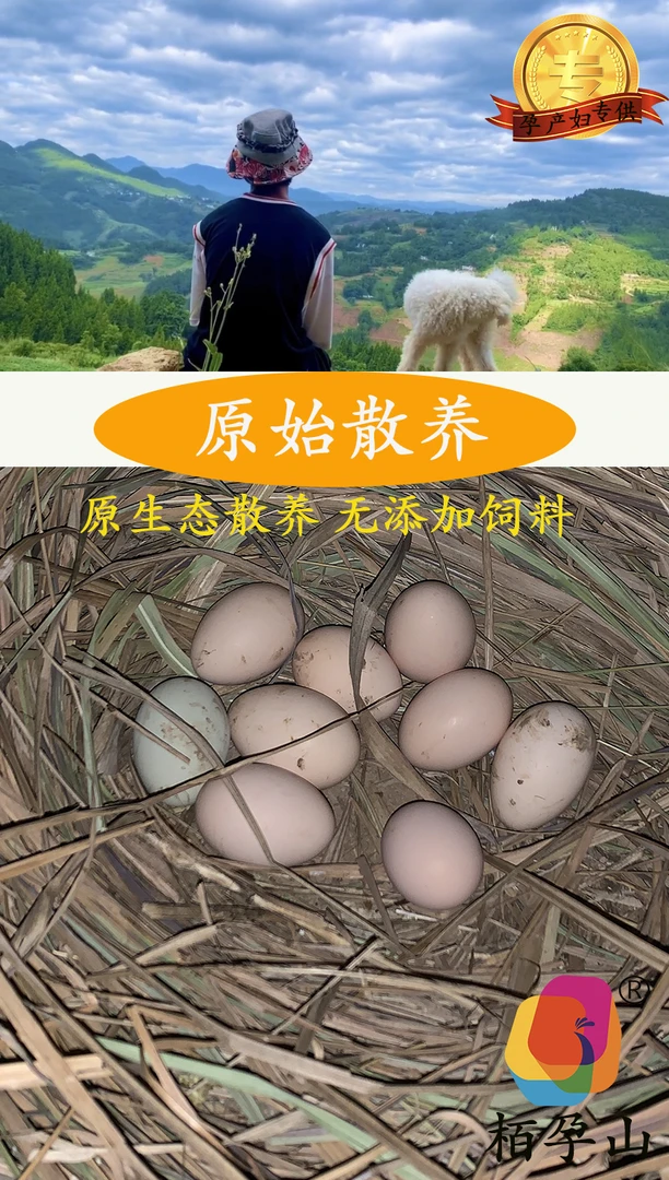 栢孕山跑山鸡土鸡蛋 （50枚）