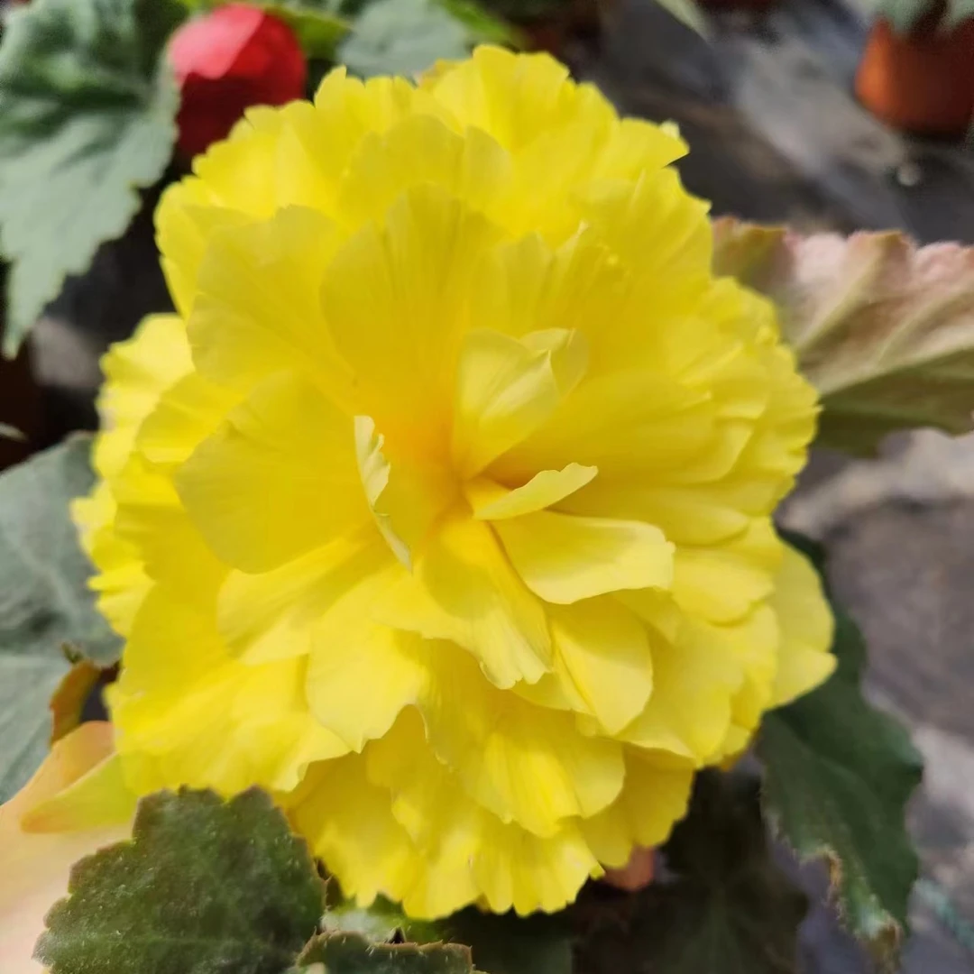 盆栽花卉 夫妻海棠 黄色