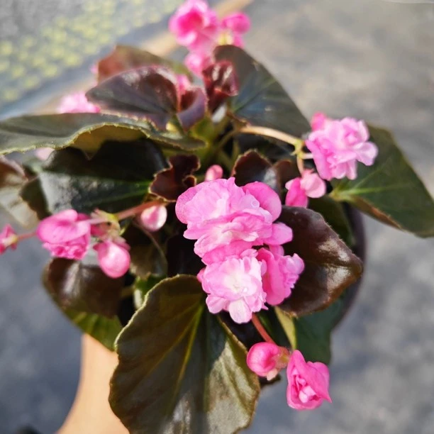 盆栽花卉 铜叶粉玻璃翠球球
