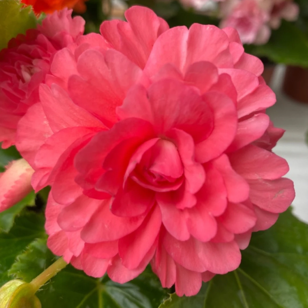 盆栽花卉 夫妻海棠 绿叶粉