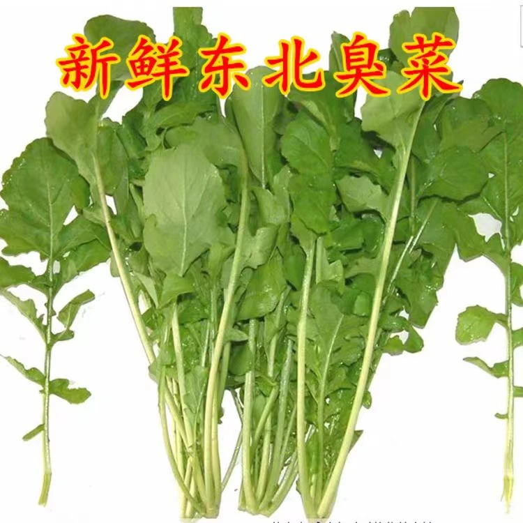 东北大叶臭菜2斤装（顺丰包邮）